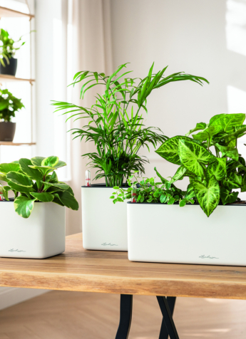 202602 Angebot des Monats Februar