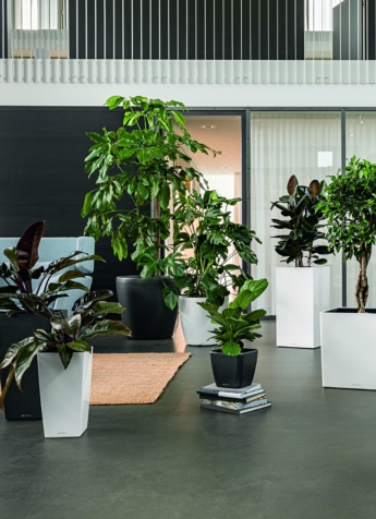 A SQ SQA SQC RD CAS DLT Premium Familie w anth Ficus Philodendron Schefflera 2021