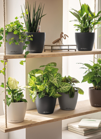 LECHUZA CLASSICO Color 12 14 w sandbr mus sgr Philodendron Caladium Efeu Maranthe Spathiphyllum