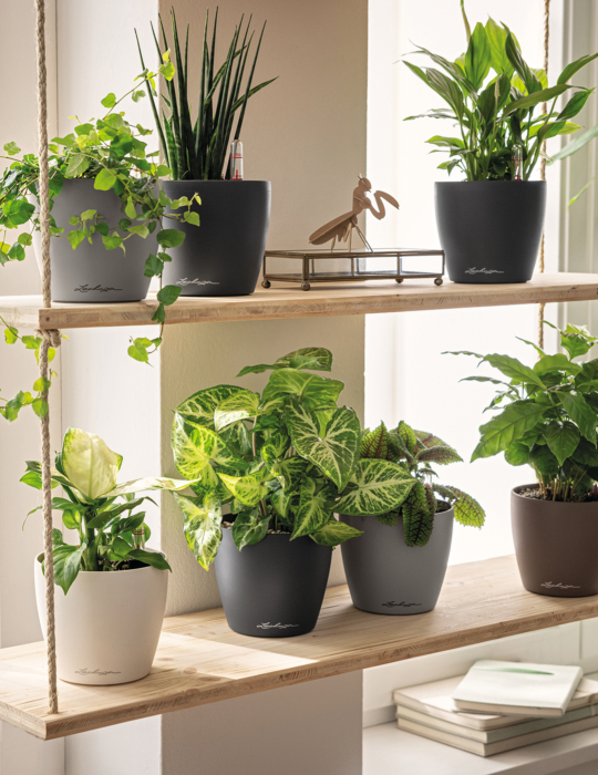 LECHUZA CLASSICO Color 12 14 w sandbr mus sgr Philodendron Caladium Efeu Maranthe Spathiphyllum